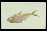 Fossil Fish (Diplomystus) - Green River Formation #130310-1